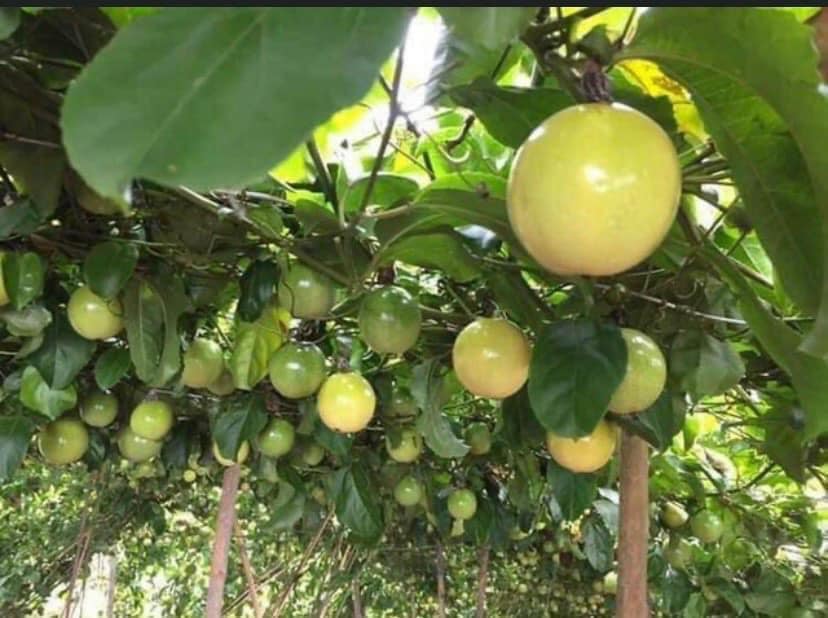 393304393_286107984306497_1108393165469579863_n