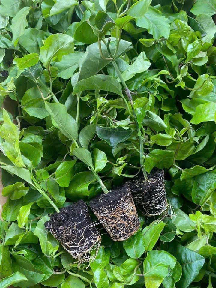 397902053_295550546695574_5077292051834442349_n