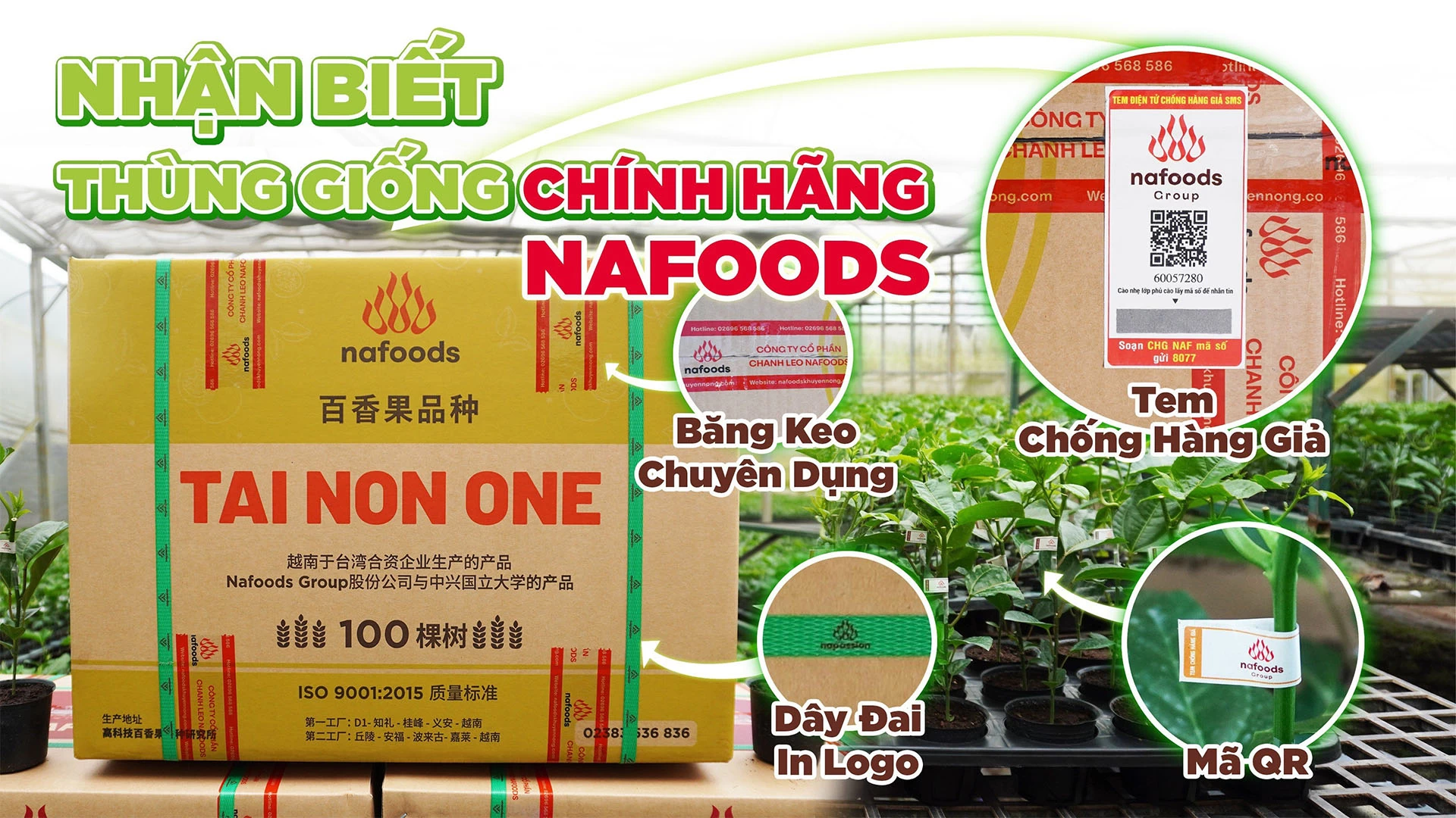 giong-chanh-leo-tai-non-1-2