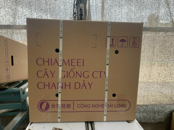 Giong-chanh-day-Chia-Mei-4